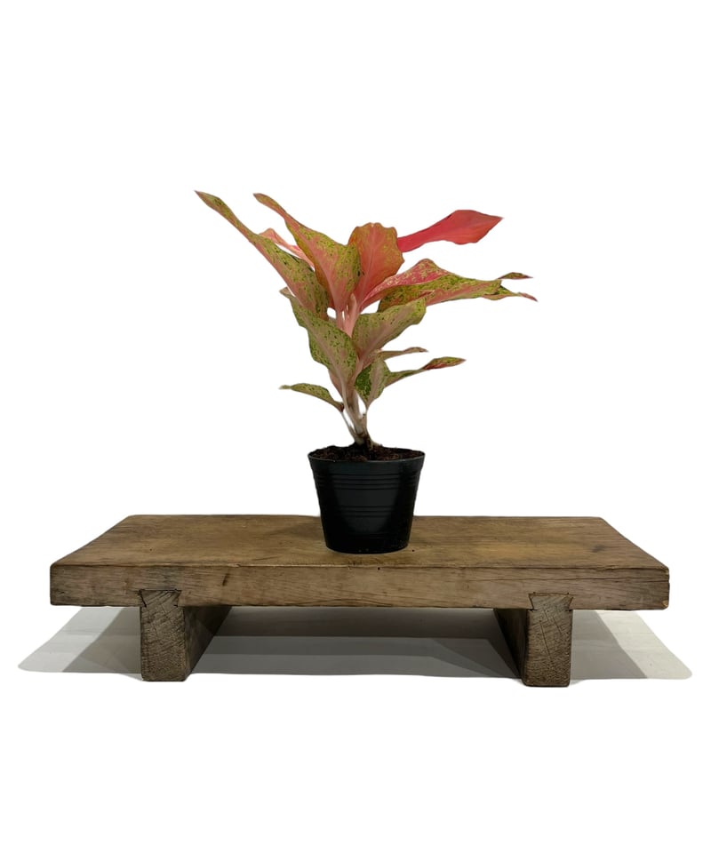 アグラオネマ クワック サブ 「Aglaonema Kwak Sub」26L | SHOUCH アグラオネマ クワック サブ 「Aglaonema Kwak Sub」26L | SHOUCH