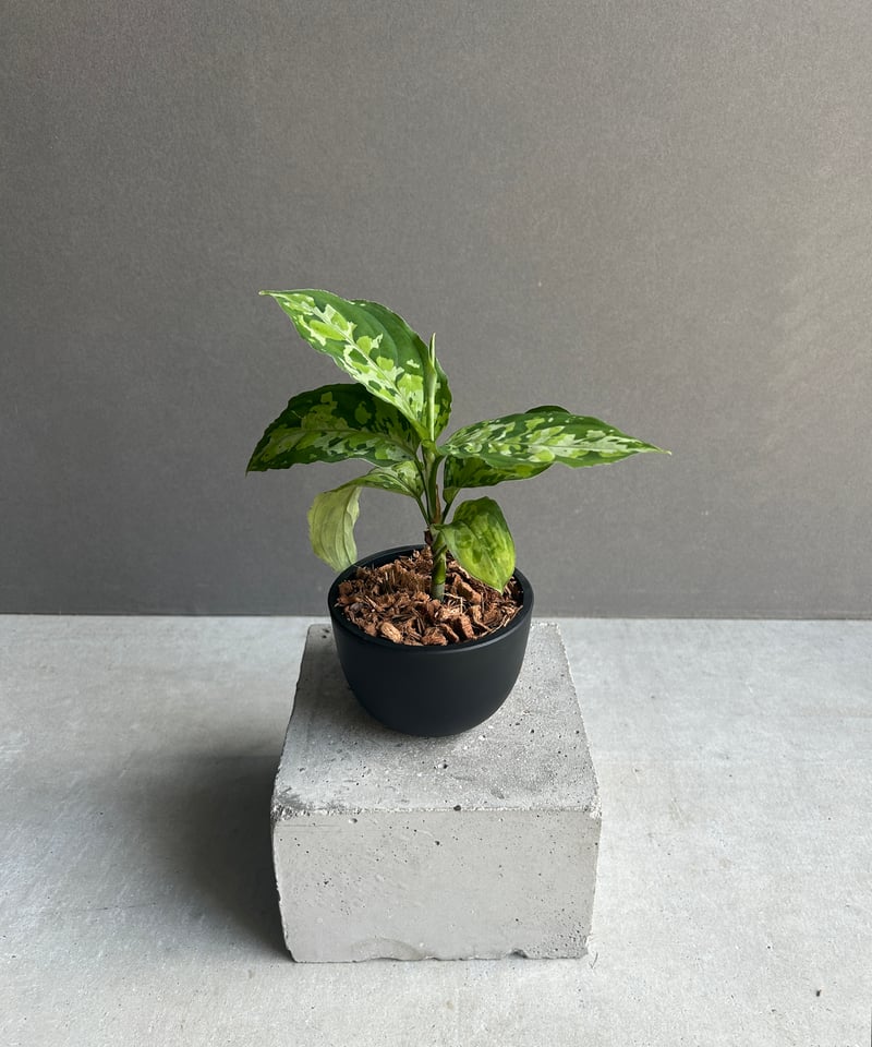 アグラオネマ ピクタム トリカラー 「Aglaonema pictum tricolor 」1