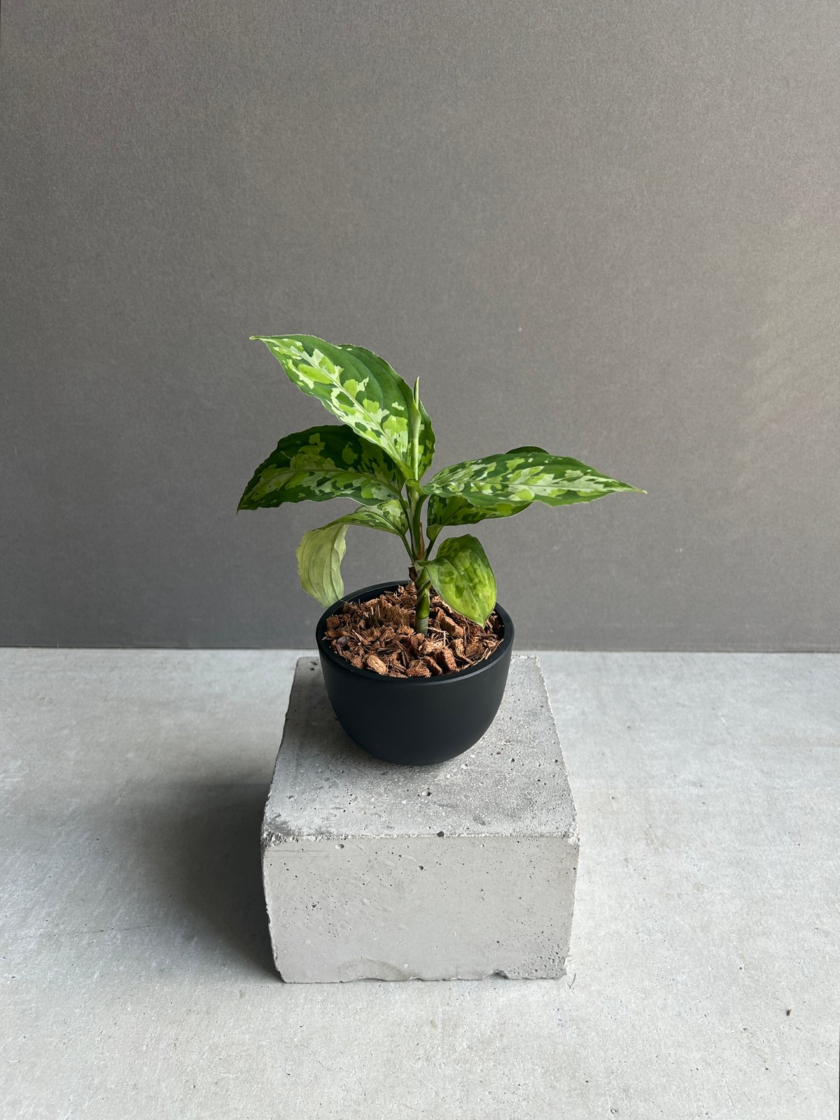 アグラオネマ ピクタム トリカラー 「Aglaonema pictum tricolor 」1