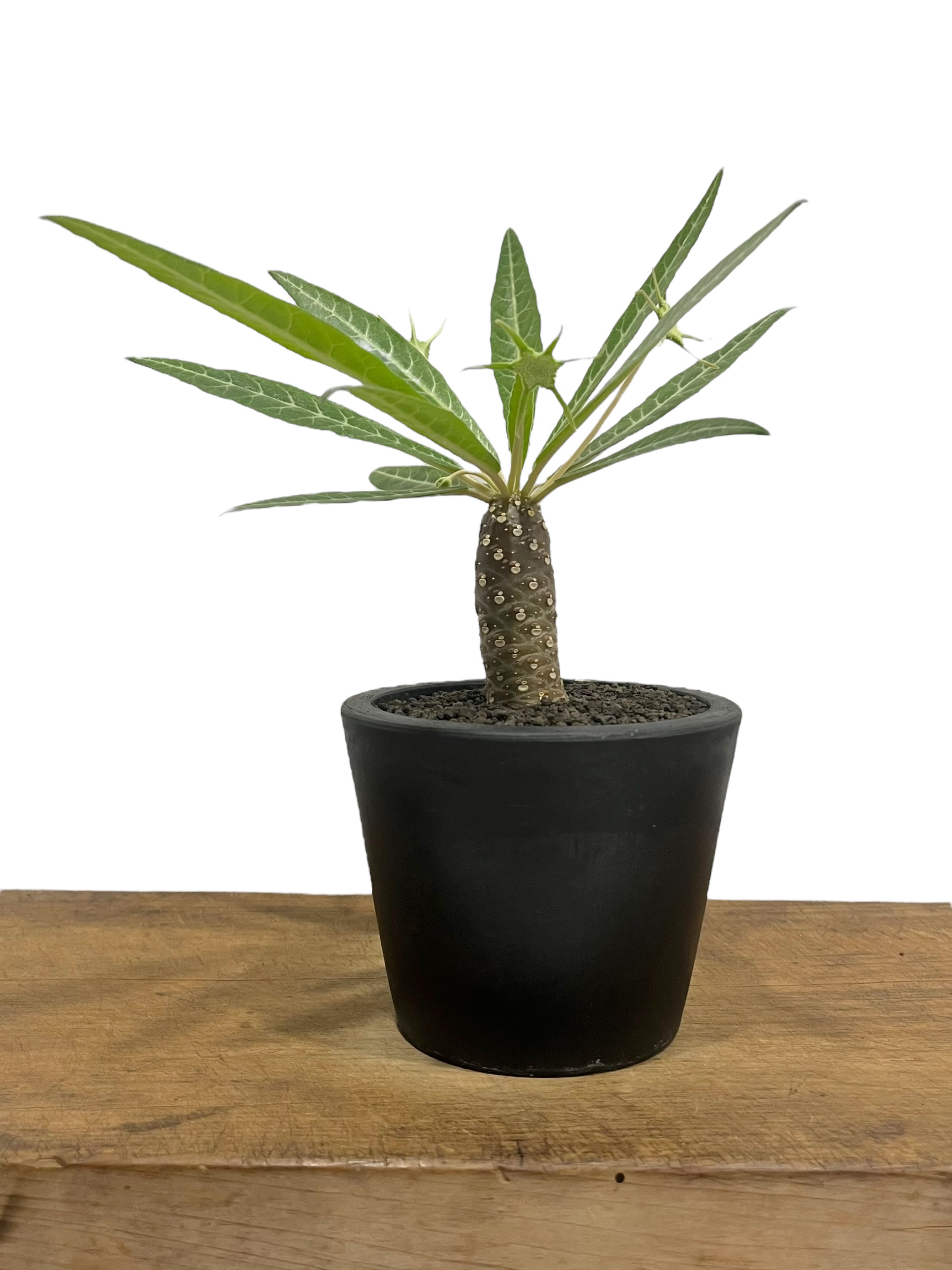ドルステニア ランキフォリア (実生苗)「 Dorstenia crispa var.lanc