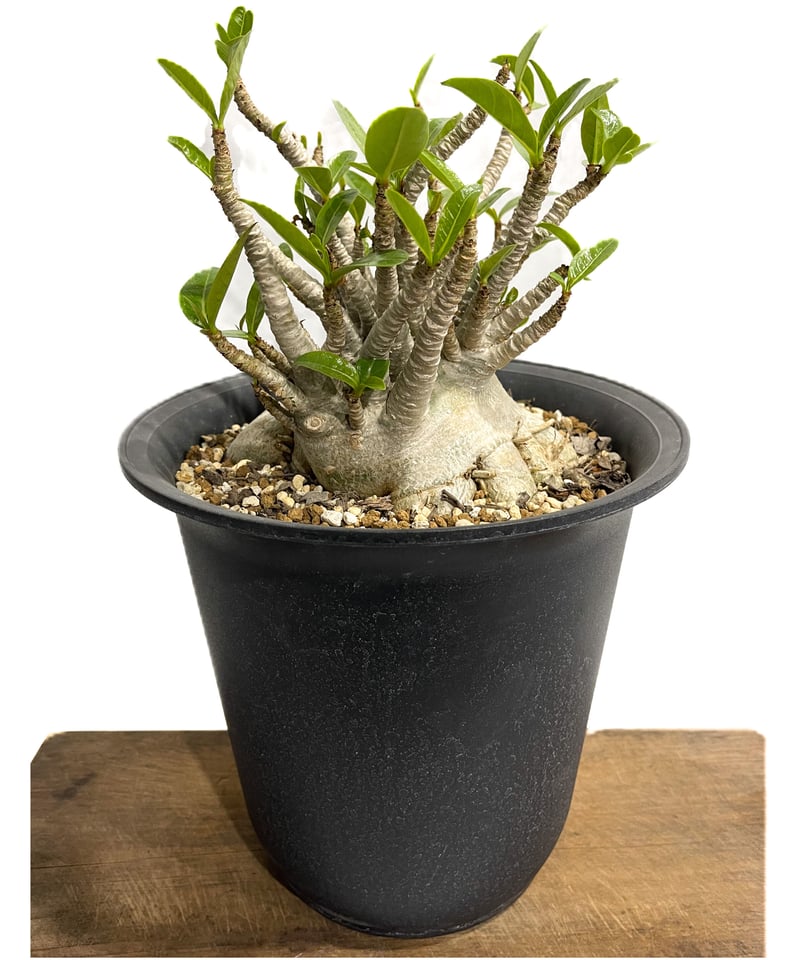アデニウム アラビカム ドワーフ タイプ「Adenium arabicum dwarf ty