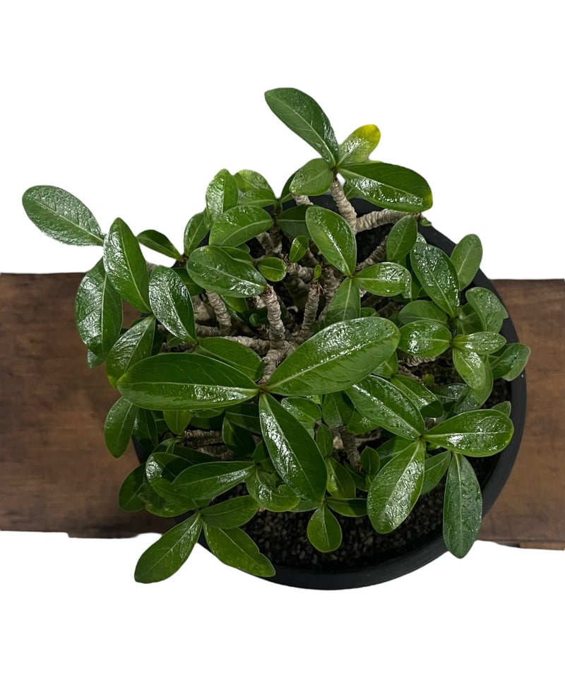 a88 アデニウム オクトパス タコ足 ドワーフ 塊根植物 コーデックス アデニウム アラビカム ドワーフ タイプ “オクトパス” 「Adenium