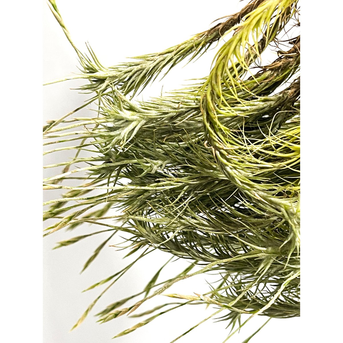 ティランジア トリコレピス「Tillandsia tricholepis」8/1-15B-2