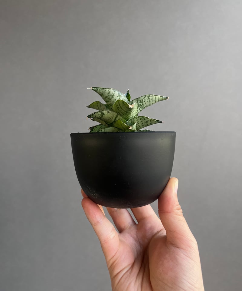 サンセベリア スサノオ 「Sansevieria Susano 'O' (by Unyaman