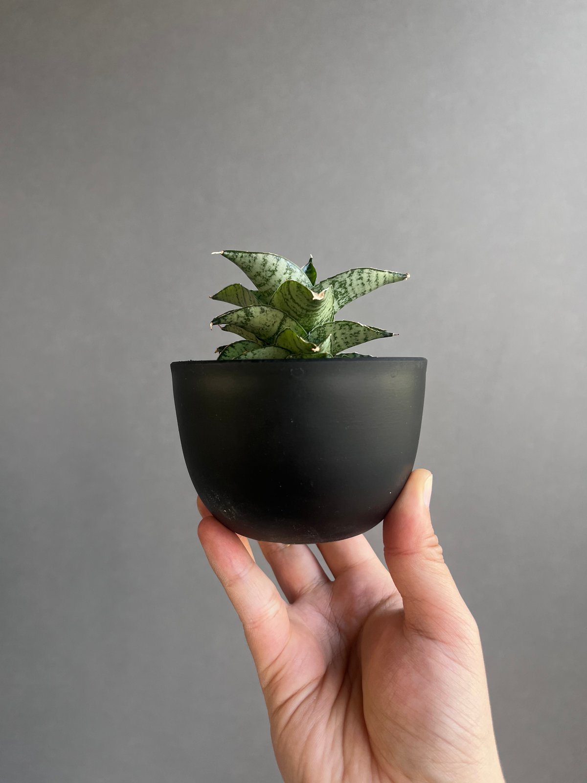 サンセベリア スサノオ 「Sansevieria Susano 'O' (by Unyaman