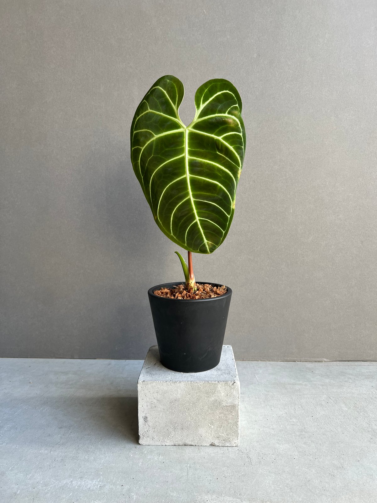 Anthurium regale アンスリウム　レガレ アンスリウム レガレ(コロンビア/ペルー) 「Anthurium regale