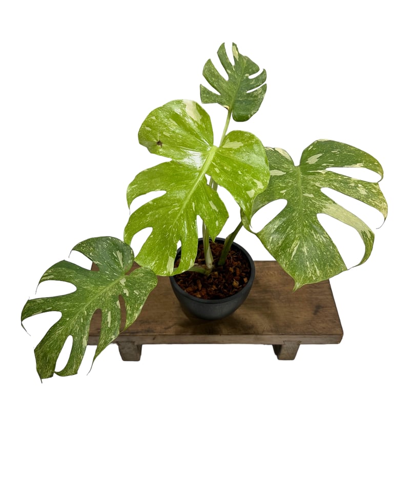 モンステラ デリシオーサ レガシー 「Monstera delisiosa Legacy モンステラ デリシオーサ レガシー 「Monstera delisiosa Legacy