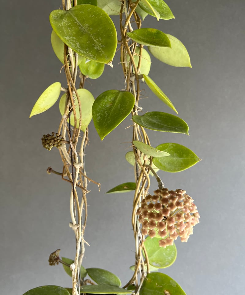 39 アンスリウム　ポルティアエ×SP ナポ　激激レア　フリフリ　フラットイヤ 39 アンスリウム ポルティアエ×SP ナポ 激激レア フリフリ