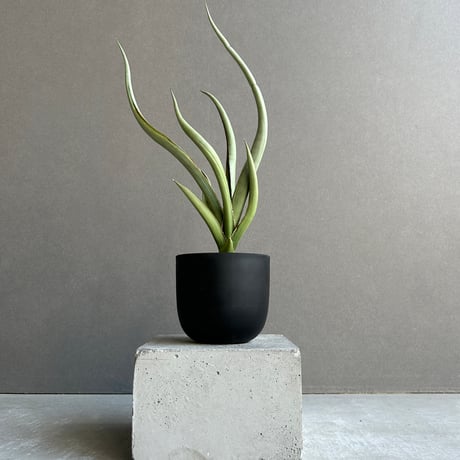 サンスベリア | STORES