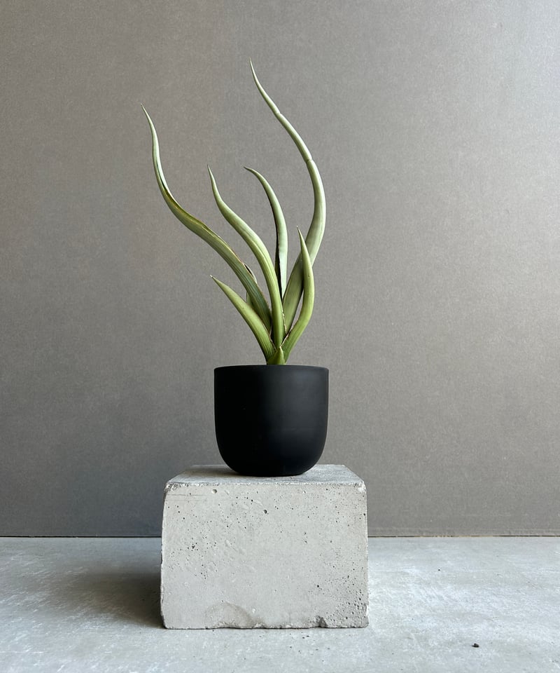 【子株】サンスベリア シルバースパイラル サンセベリア シルバー スパイラル「Sansevieria Silver Spiral (b
