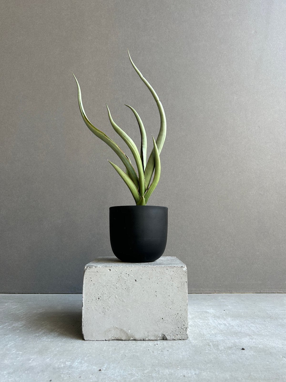 Sansevieria シルバー・スパイラル fit=scale-down,w=1200