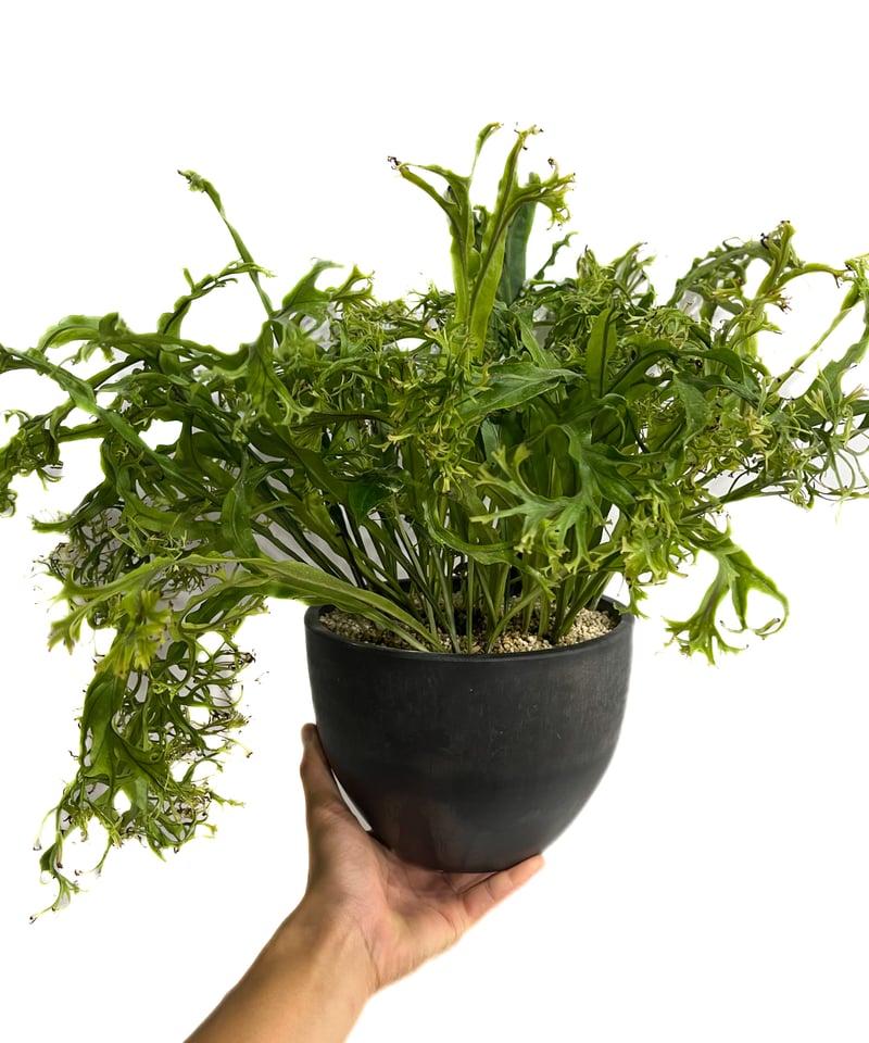 ミクロソリウム ドラゴンウイング ミクロソリウム プンクタツム