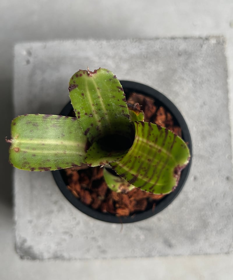 ネオレゲリア グレムリン 「Neoregelia Gremlin」20G | SHOUCHIKUEN