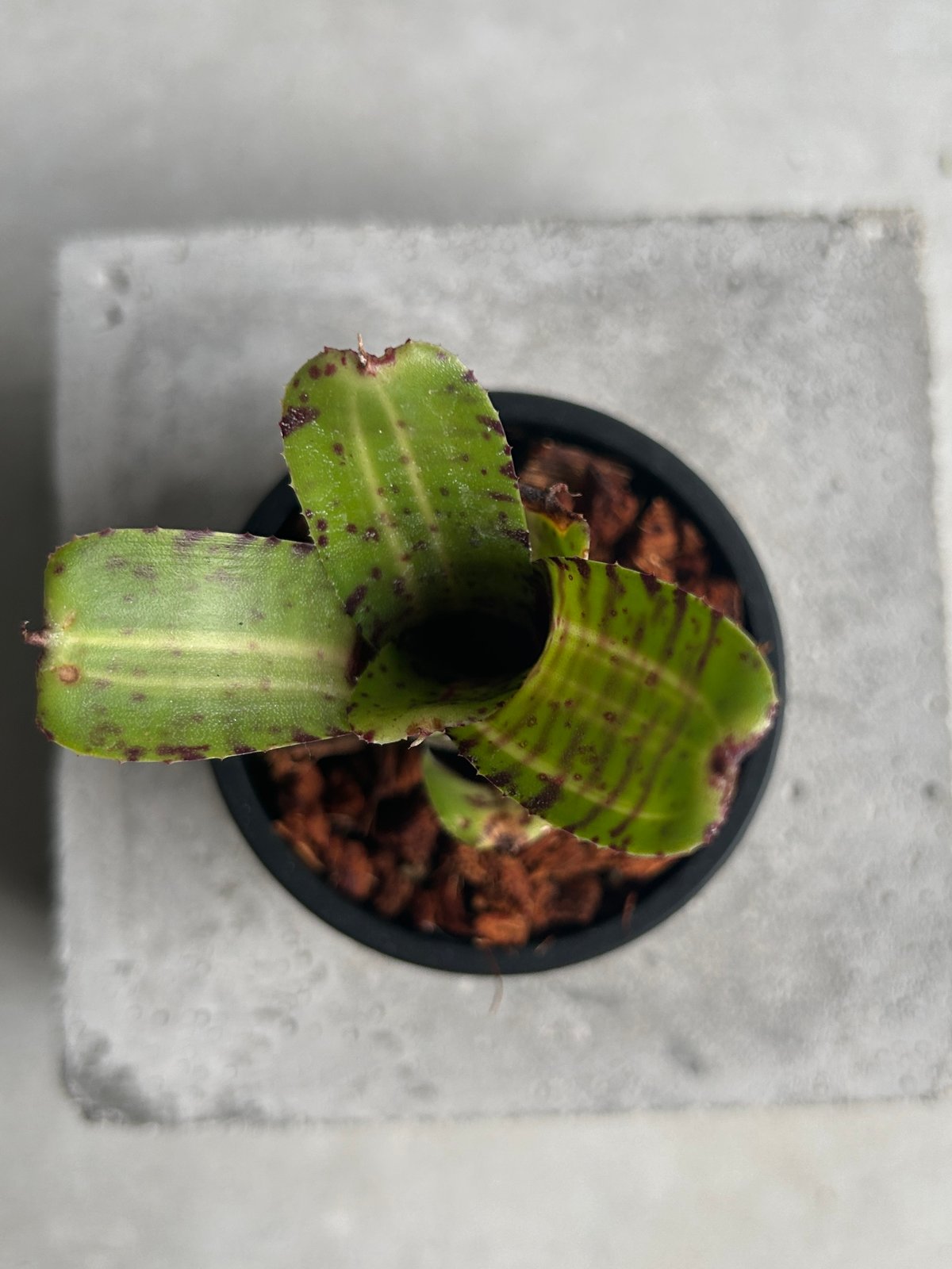 ネオレゲリア グレムリン 「Neoregelia Gremlin」20G | SHOUCHIKUEN