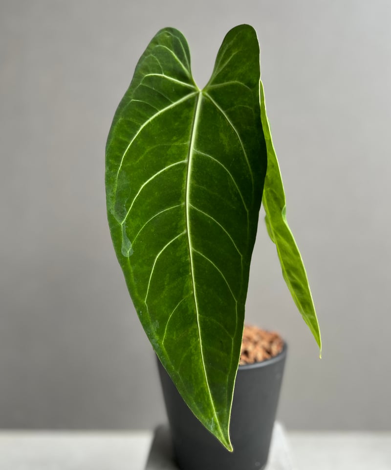 アンスリウム ハイブリッド 【斑入り】 アンスリウム ハイブリッド 斑入 「Anthurium hybrid Variegated