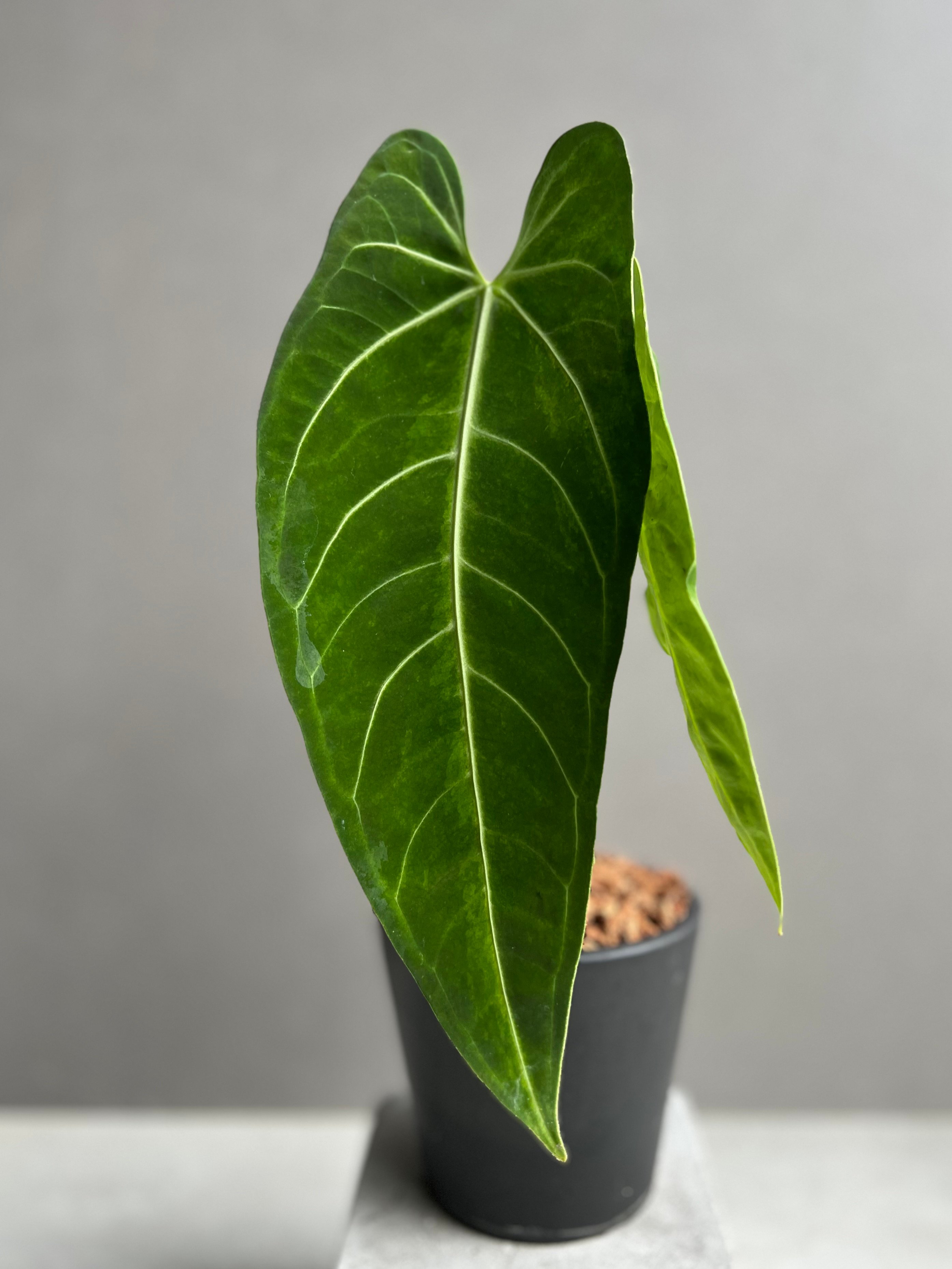 アンスリウム　ハイブリッド アンスリウム ハイブリッド 斑入 「Anthurium hybrid Variegated」