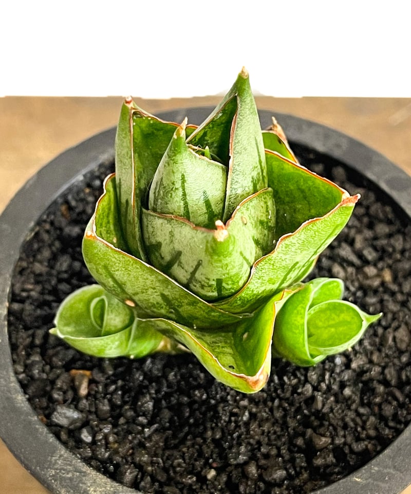 サンスベリア ダンシングドラゴン Sansevieria Dancing Dragon