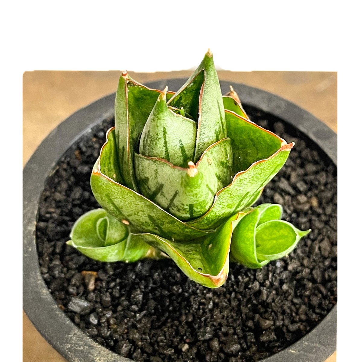 サンスベリア Sansevieria Rosy jan サンセベリア ミニ ローズ「Sansevieria Mini Rose (by Unyaman