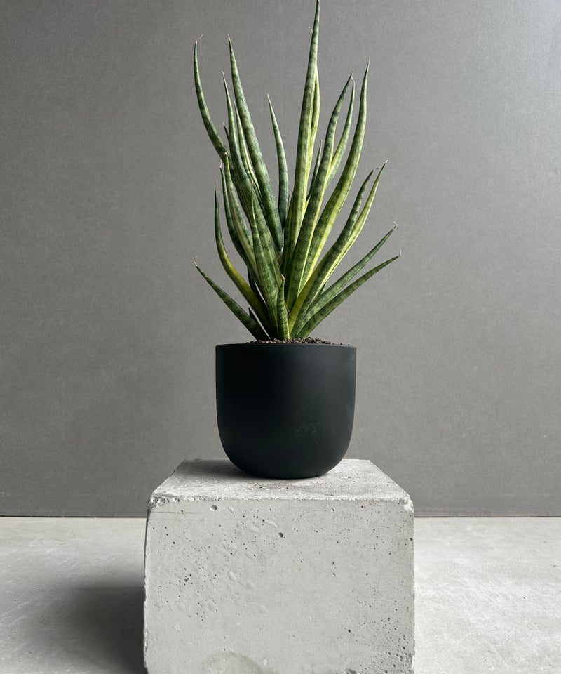 サンセベリア ブンルートーチ 斑入「Sansevieria Bunlue Torch Vari