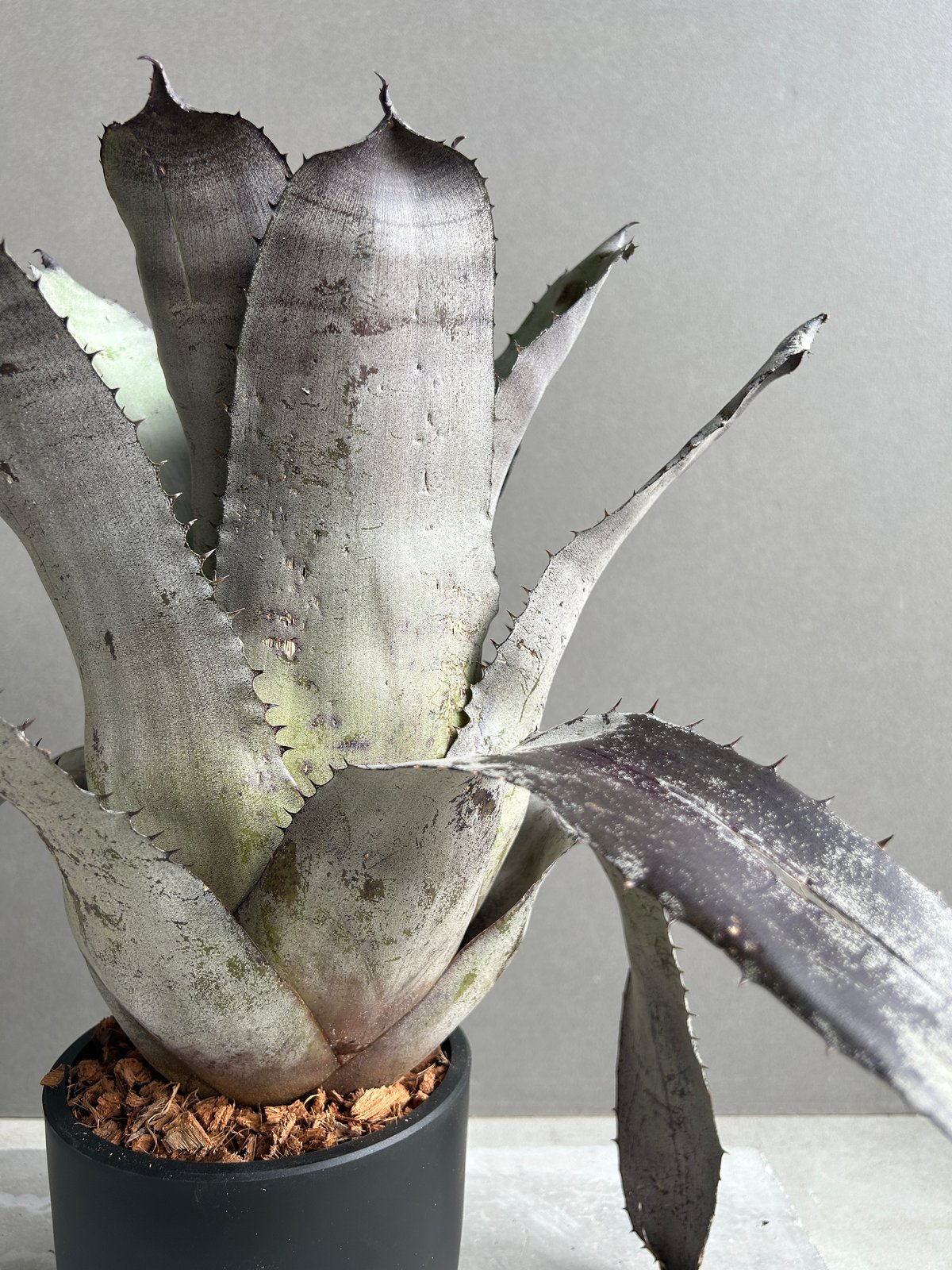 エクメア チャンティニーシルバートップ / ビルベルギア