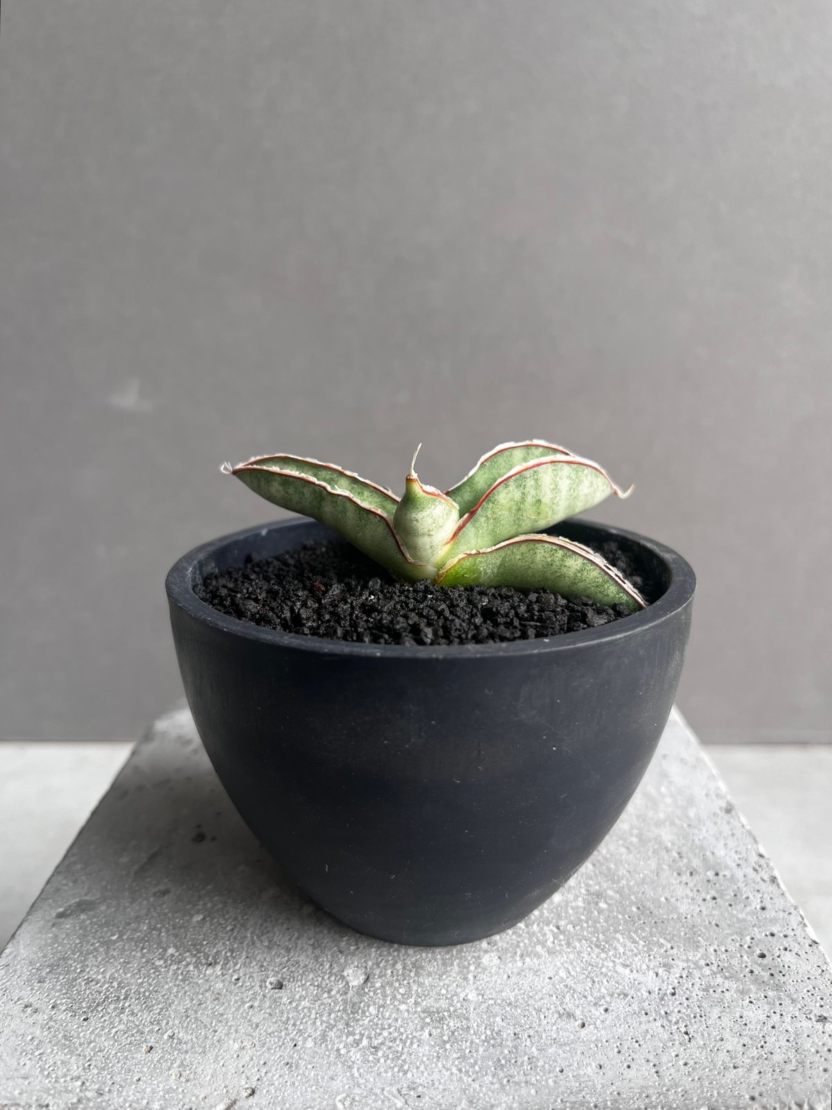 サンセベリア エイレンシス 「Sansevieria eilensis Lav.10178」3