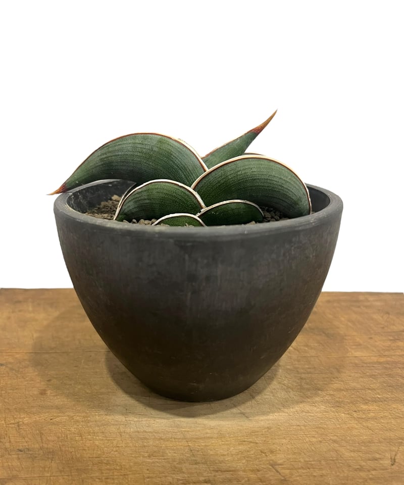サンセベリア ロリダ 「Sansevieria rorida」24R | SHOUCHIKUEN