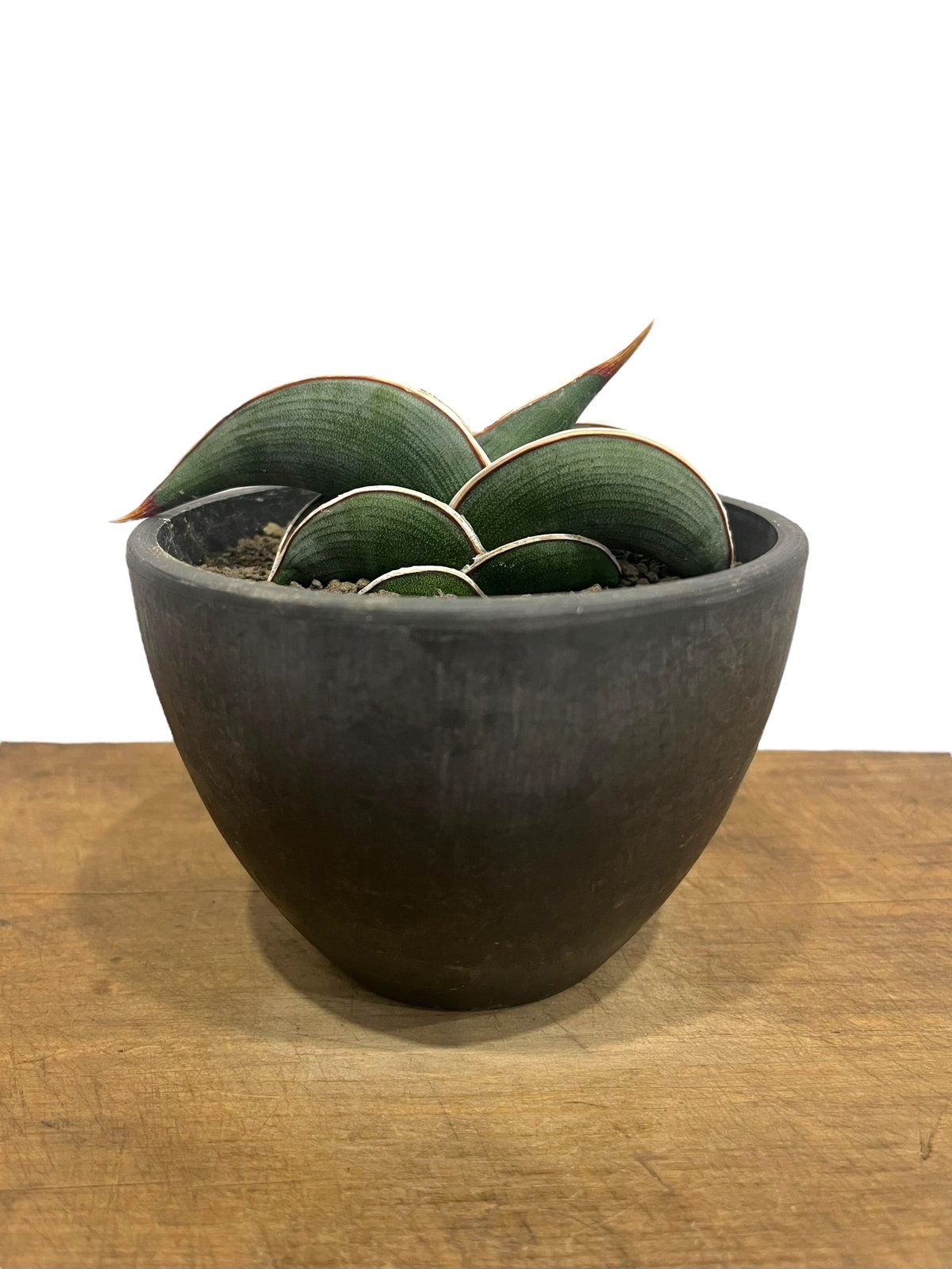 超美形株 美株 サンスベリア ロリダ 鉢、皿付 ○発根、成長確認 宅配