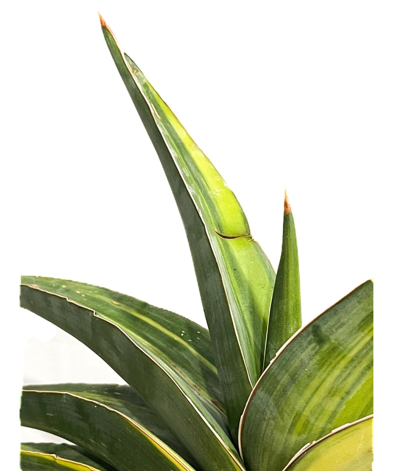 サンセベリア エーレンベルギー 斑入「Sansevieria ehrenbergii Var.
