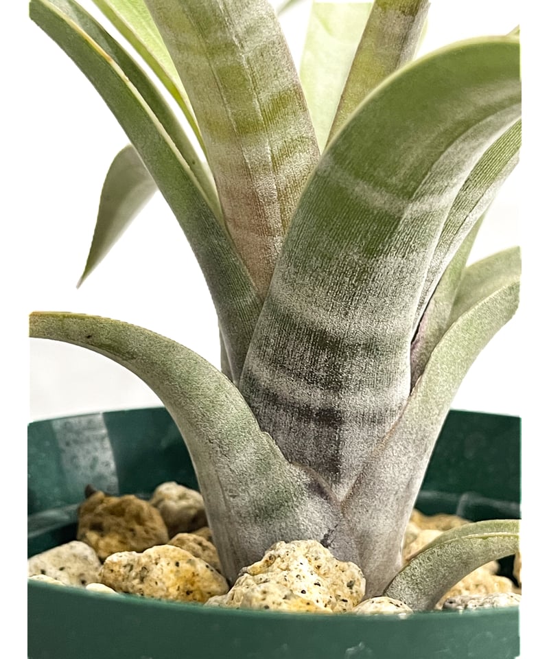 ヒルタ Tillandsia T. `Don Walsh' 開花。 エーレルシアナとキセログラフィカの