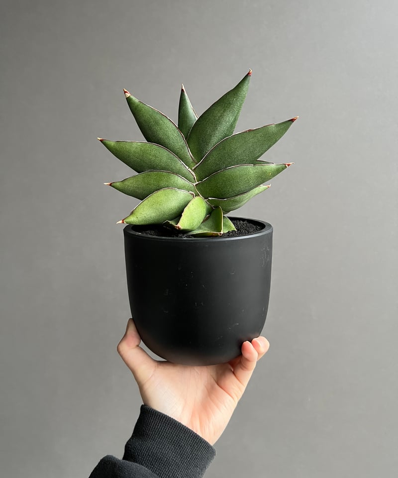 サンセベリア オペラ ハウス 「Sansevieria Opera House 」91A |