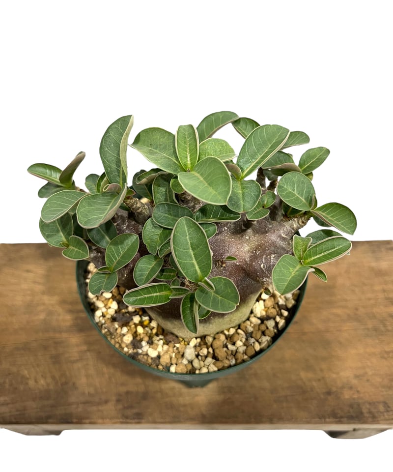 アデニウム アラビカム スーパー ドワーフ “ブラック”「Adenium