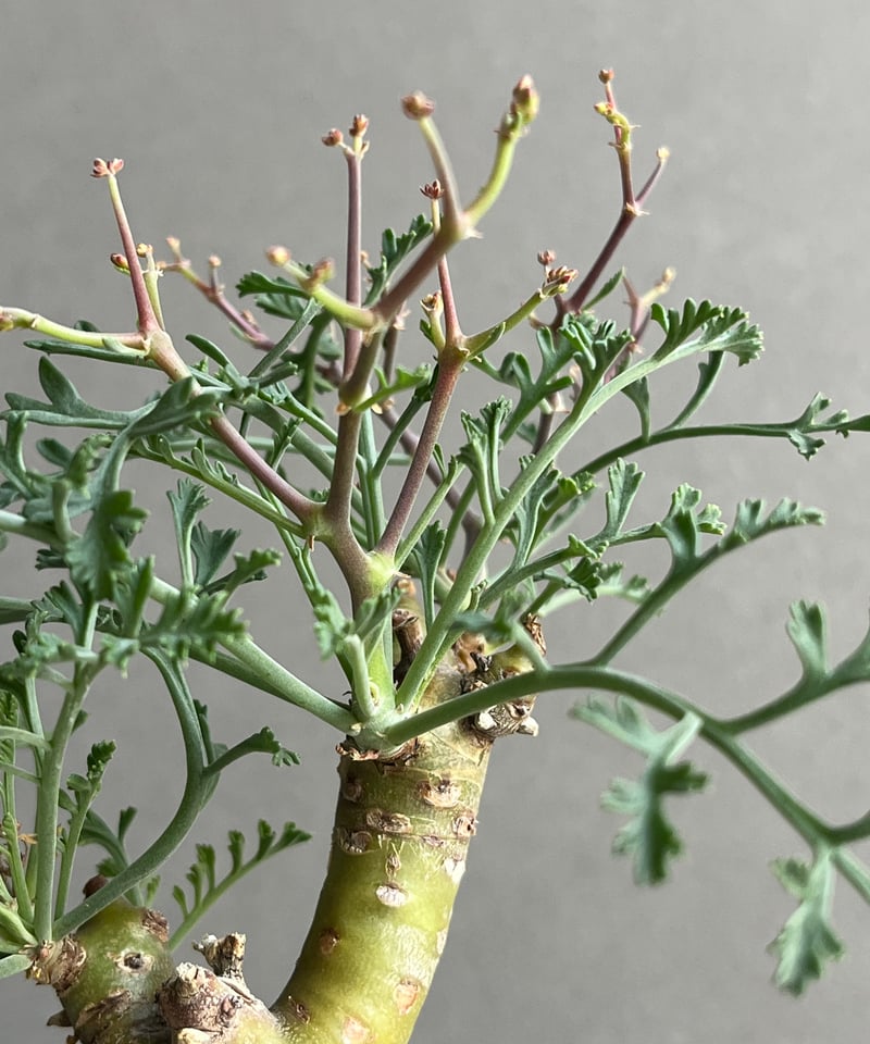 ペラルゴニウム　クリズミフォリウム　山伏天狗 実生3年目のペラルゴニウムクリズミフォリウム（山伏天狗） 毎年コブを