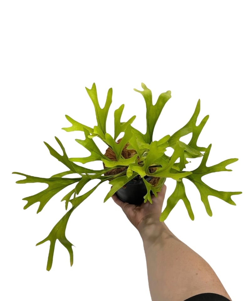 ビカクシダ リドレイ(by ヌクル) 「Platycerium ridleyi (by Nuk