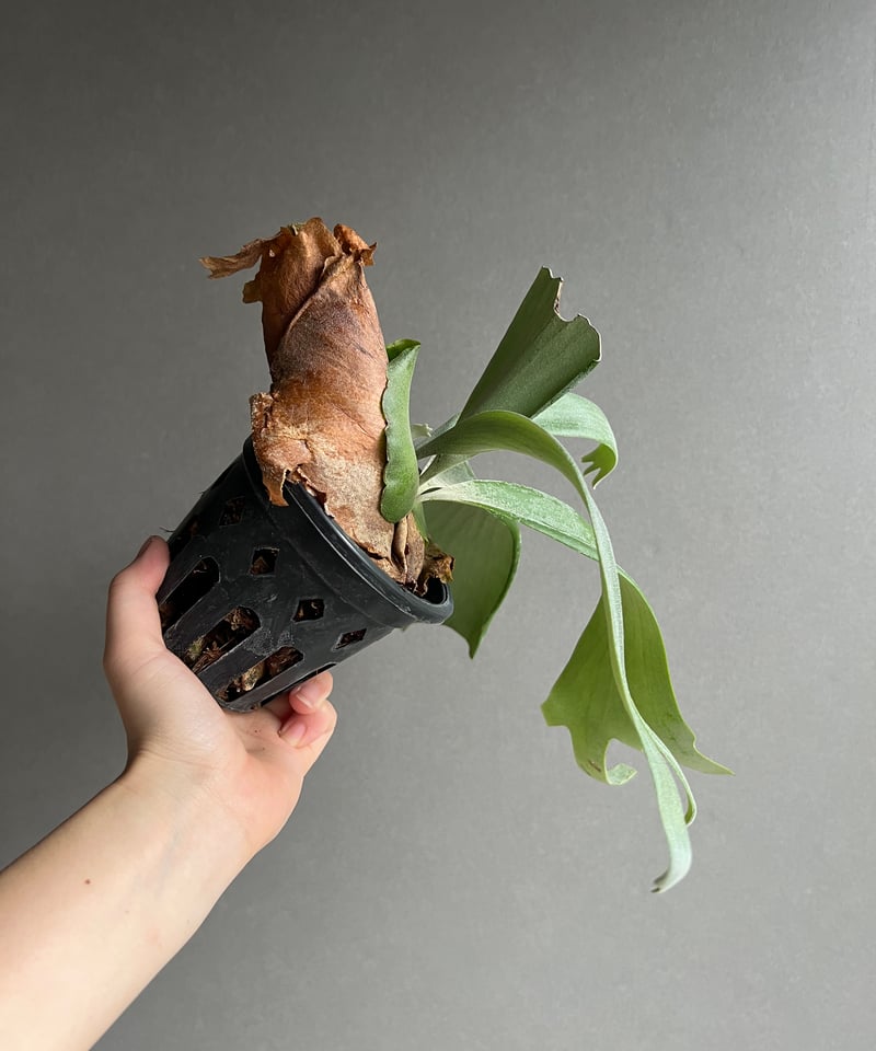 p.willinckii cv.Leviathan ビカクシダ リヴァイアサン 受注発注リスト】 P.willinckii cv. Leviathan 【artPLANTs/PLANTS