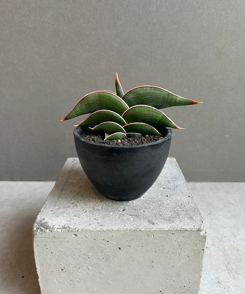 ま*か様 サンスベリア Sansevieria banana & rorida サンスベリア Sansevieria banana & rorida - メルカリ
