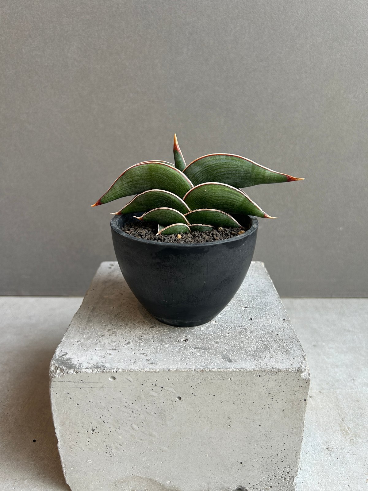 サンセベリア ロリダ 「Sansevieria rorida」37G | SHOUCHIKUEN