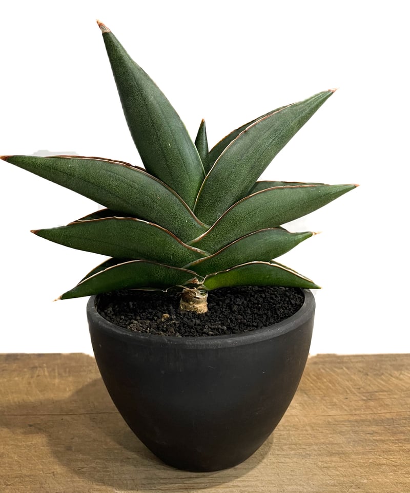 サンセベリア サワディー 「Sansevieria Sawasdee」27C-2 | SHOU