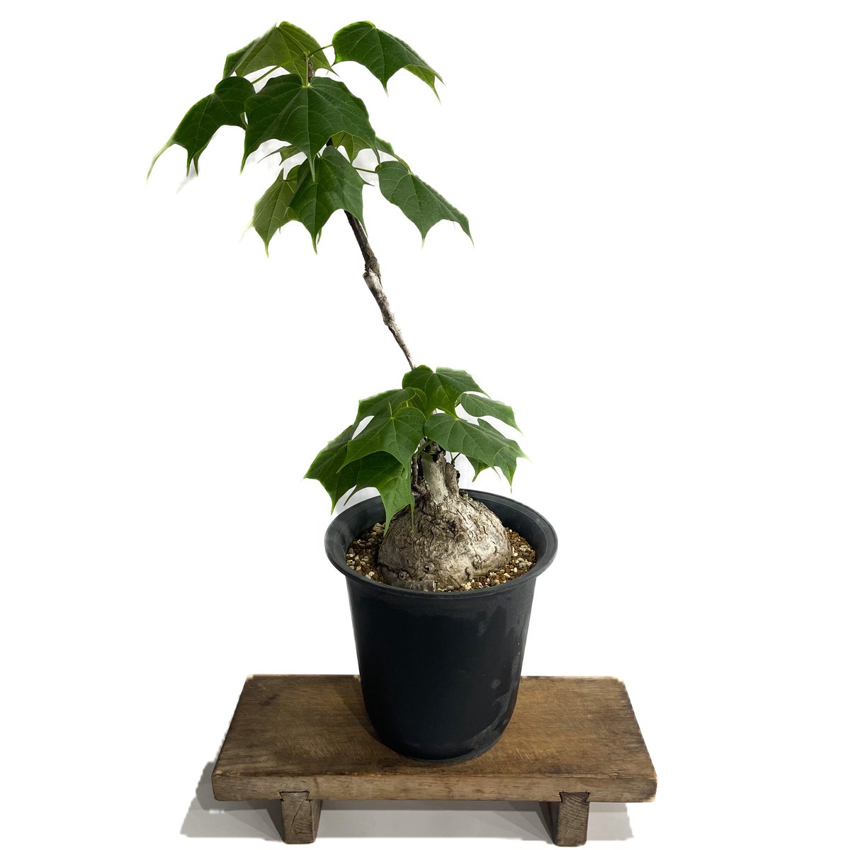 フィルミアナ コロラータ「 Firmiana colorata」6/25-849 | SHOU