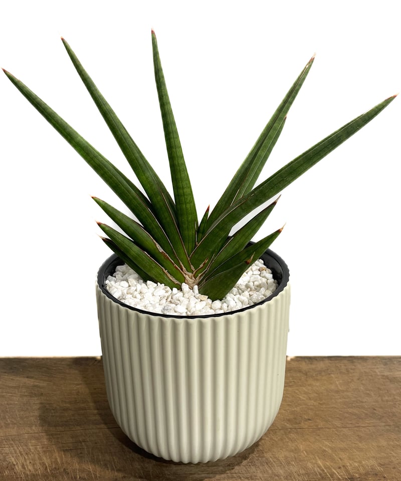 サンセベリア バイデント (フランシシー x ココ)「Sansevieria bident