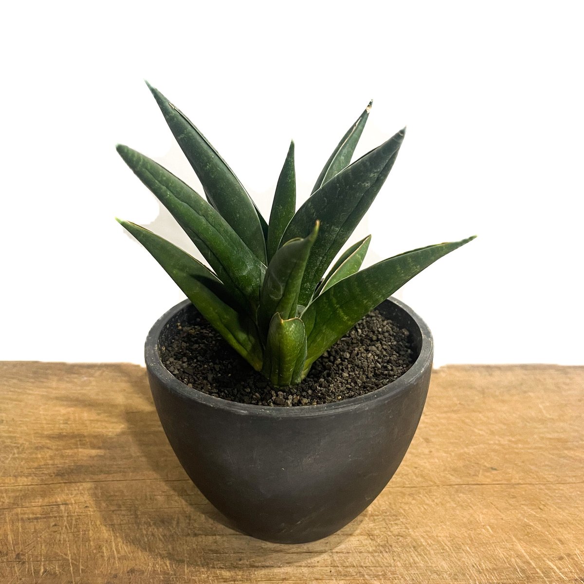 サンセベリア ブラック スワン「Sansevieria Black Swan」7/4-933
