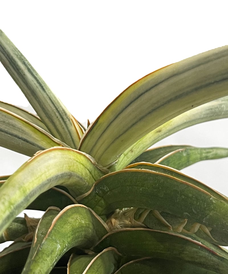 サンセベリア lav.1970 白斑入「Sansevieria lav. 1970 White