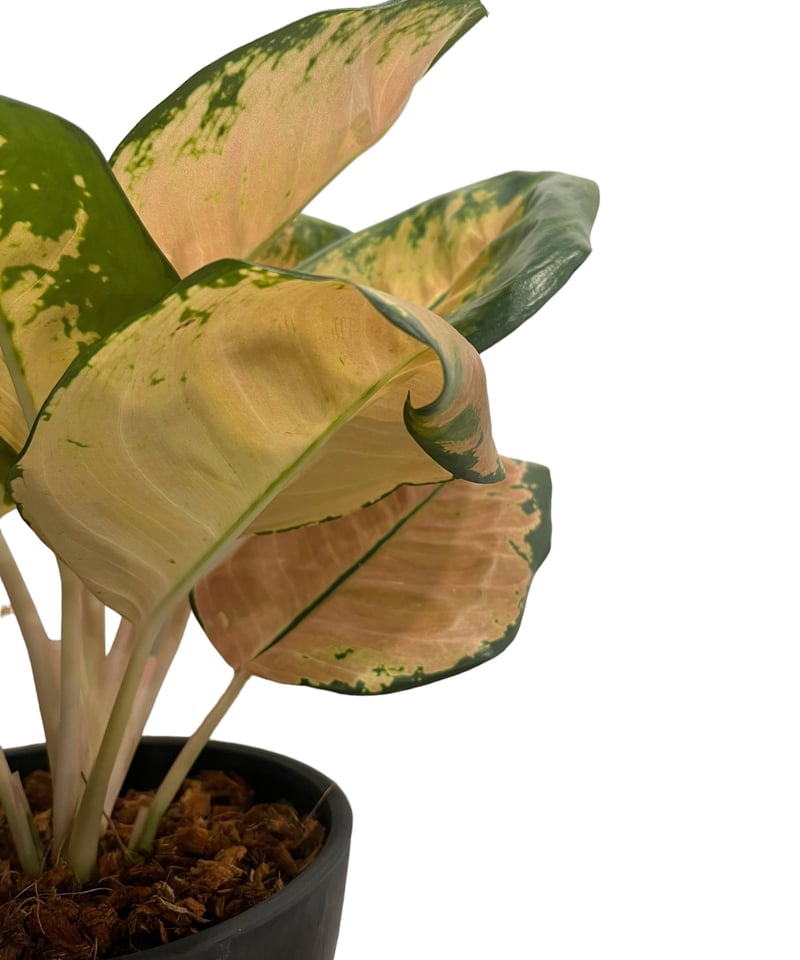 アグラオネマ スターバックス 「Aglaonema Starbucks 」34Q | SHO