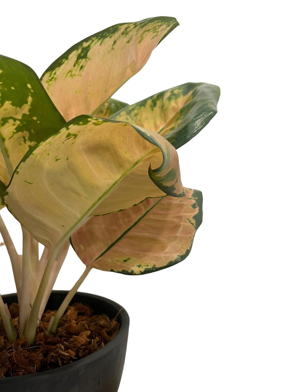 アグラオネマ スターバックス 「Aglaonema Starbucks 」34Q | SHO