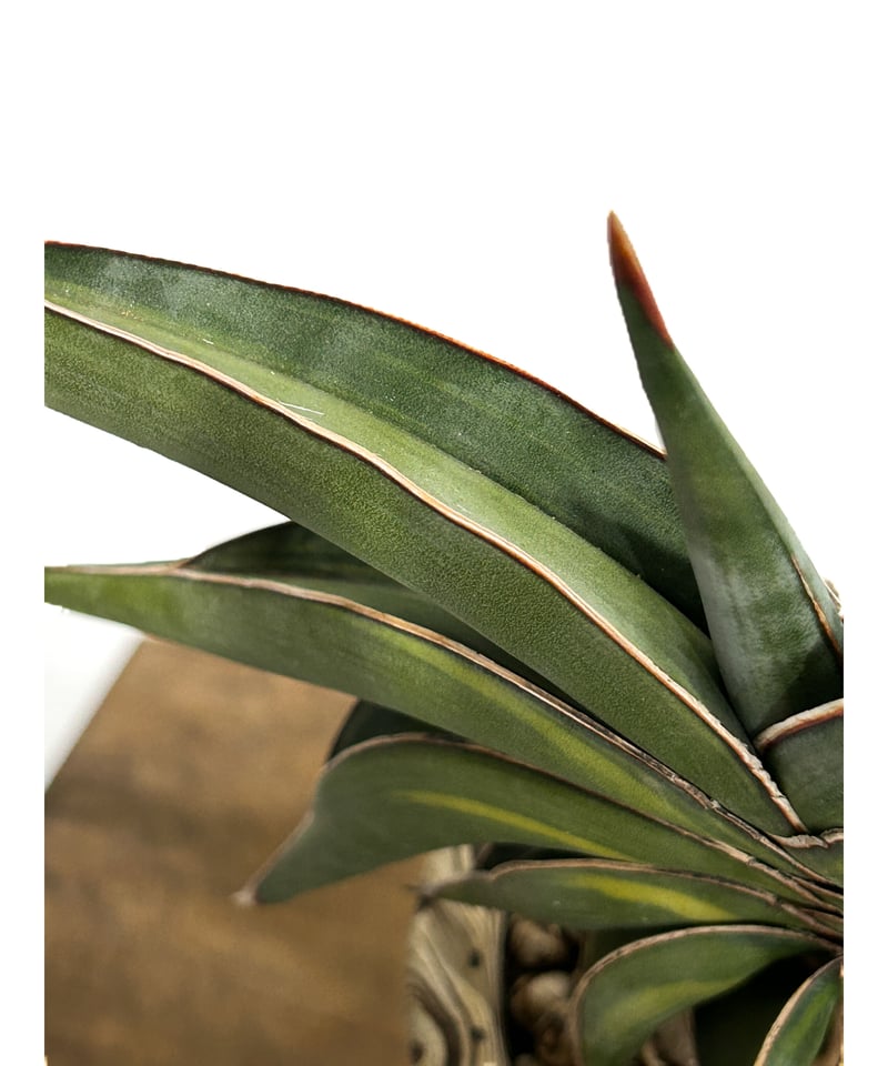 サンセベリア ロリダ 斑入り＋pmp 「Sansevieria rorida var.」11/