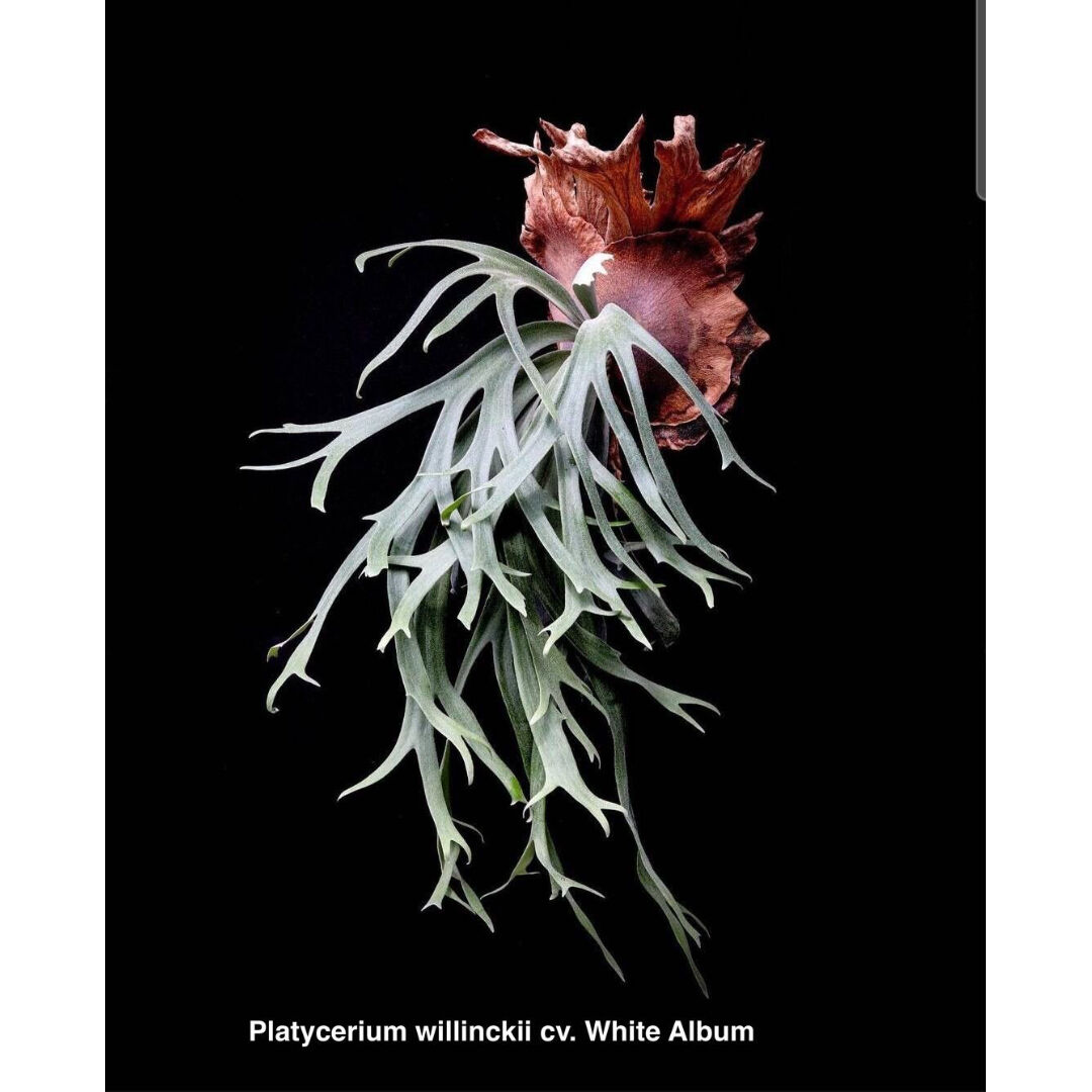 ビカクシダ ウィリンキー cv. ホワイト アルバム (子株)「Platycerium willinckii cv. White Album  (pup)」-4