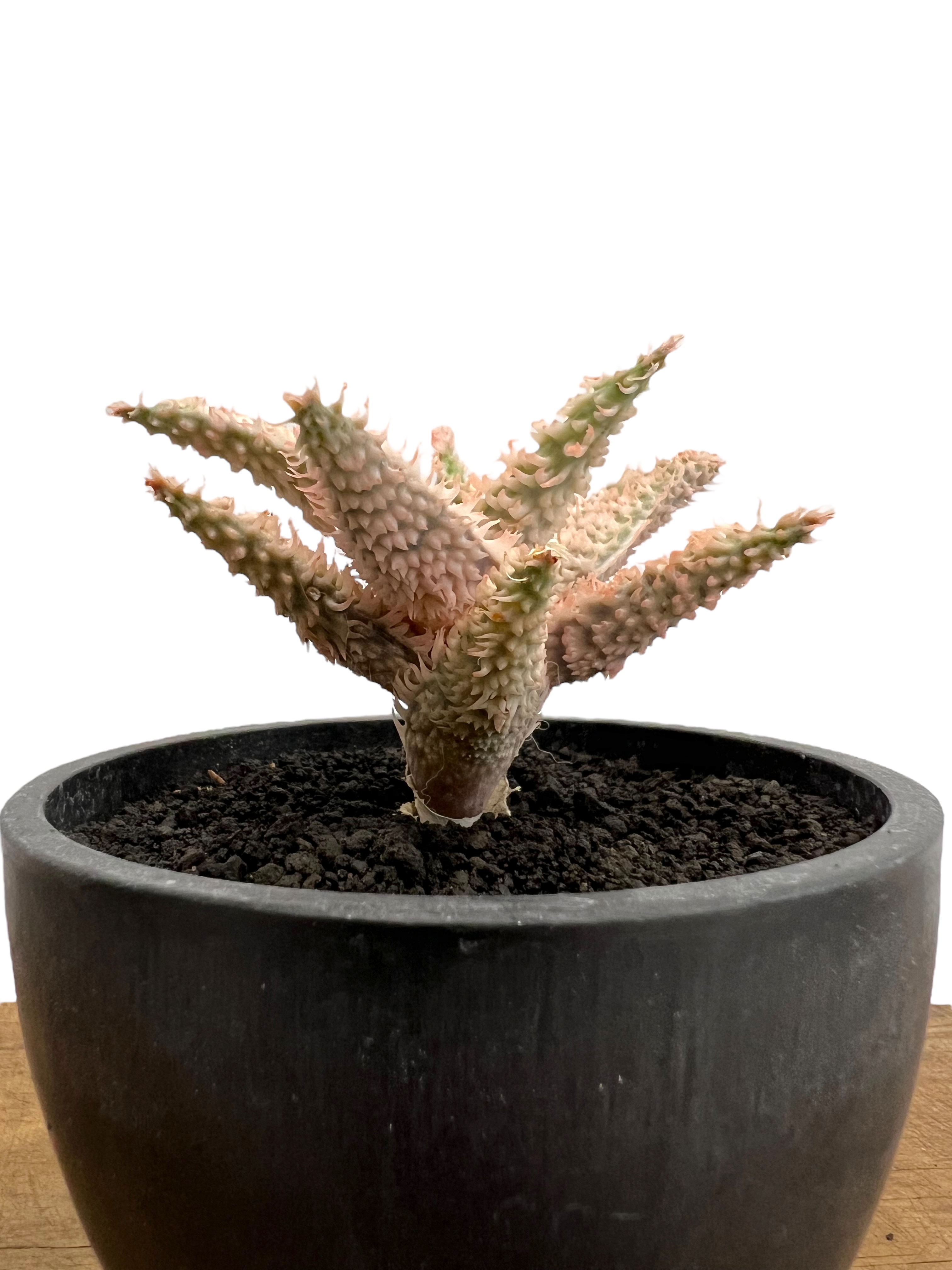 アロエ　テンプラ アロエ テンプラ 「Aloe Tempra」37T | SHOUCHIKUEN