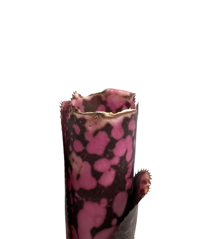 ビルベルギア インセンディアリー デライト 「Billbergia