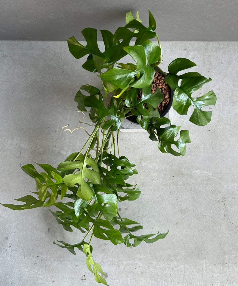 モンステラ ミニマ「Rhaphidophora tetrasperma」58G | SHOUC