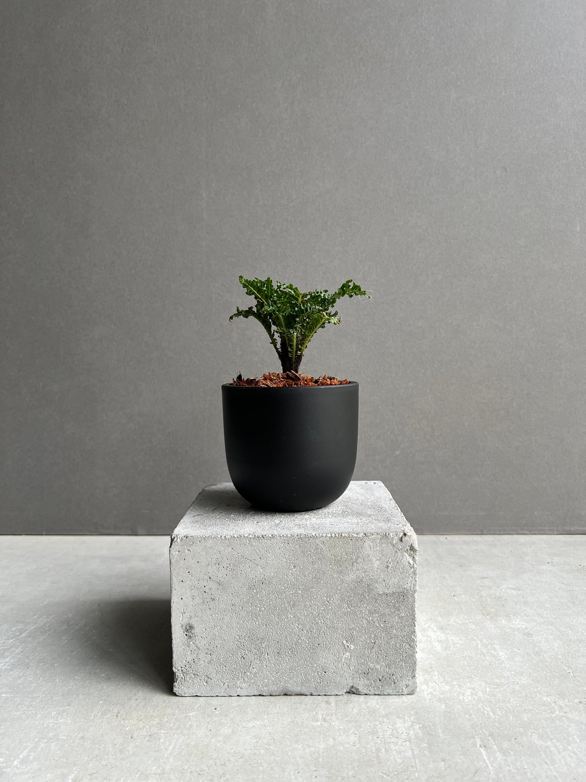 ブレクナム ギッバム ドワーフ 「Blechnum gibbum Dwarf 」99B | S
