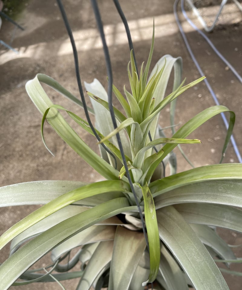 Tillandsia flexuosa Large Form var. vivipara X